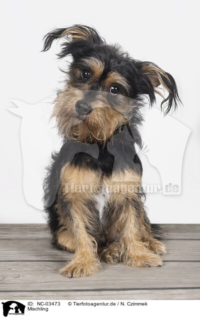 Mischling / Mongrel dog / NC-03473
