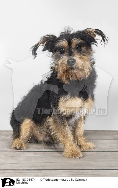 Mischling / Mongrel dog / NC-03474