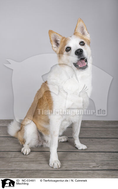 Mischling / Mongrel dog / NC-03481