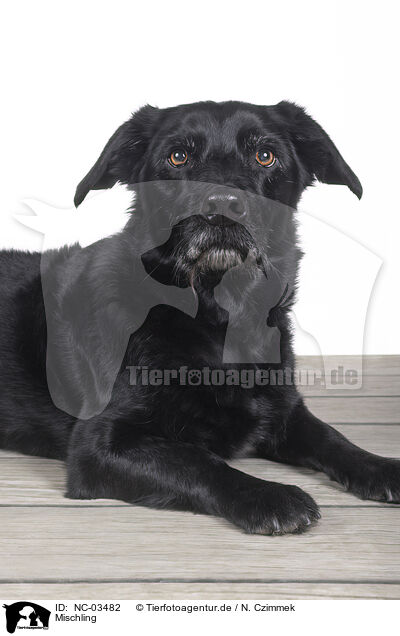 Mischling / Mongrel dog / NC-03482