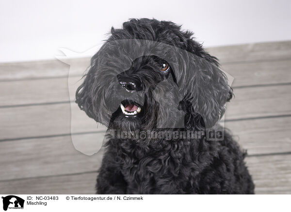 Mischling / Mongrel dog / NC-03483