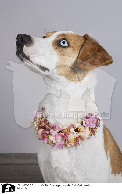 Mischling / Mongrel dog / NC-03511