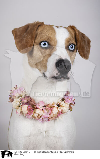 Mischling / Mongrel dog / NC-03512