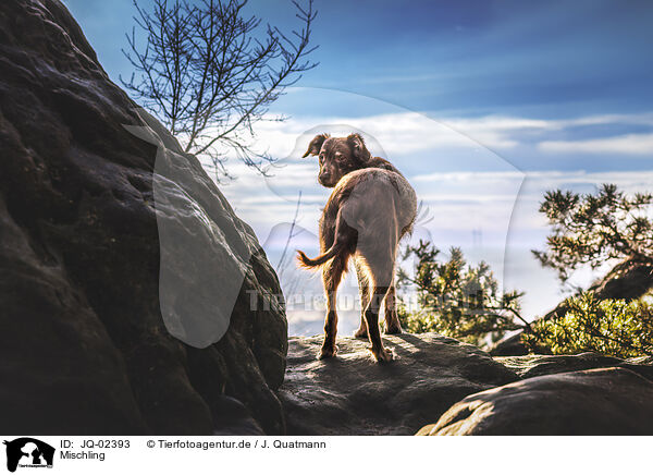 Mischling / Mongrel dog / JQ-02393