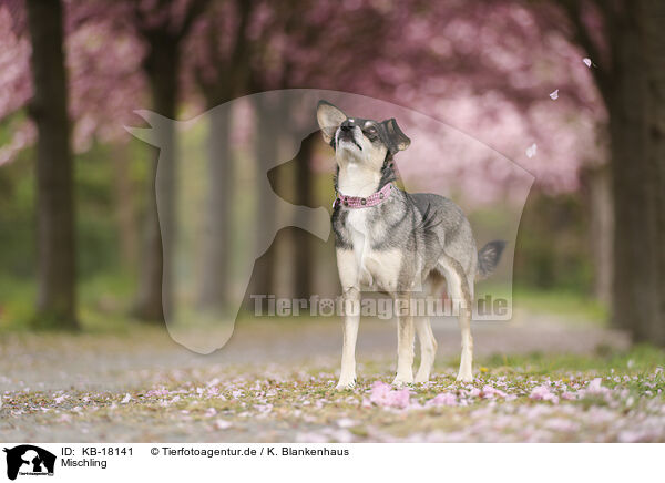 Mischling / Mongrel / KB-18141
