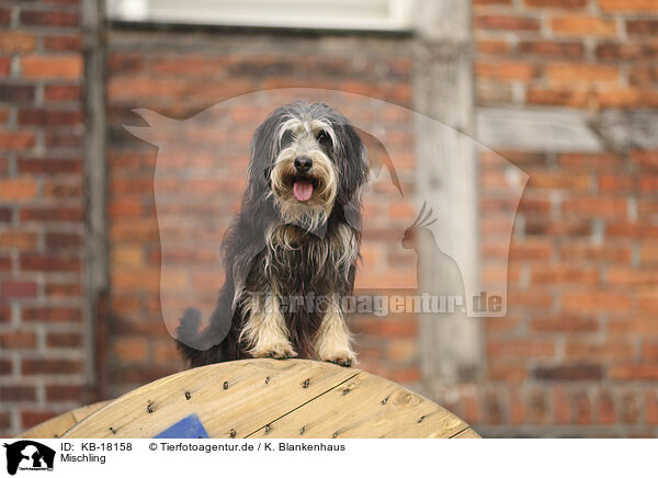 Mischling / Mongrel / KB-18158