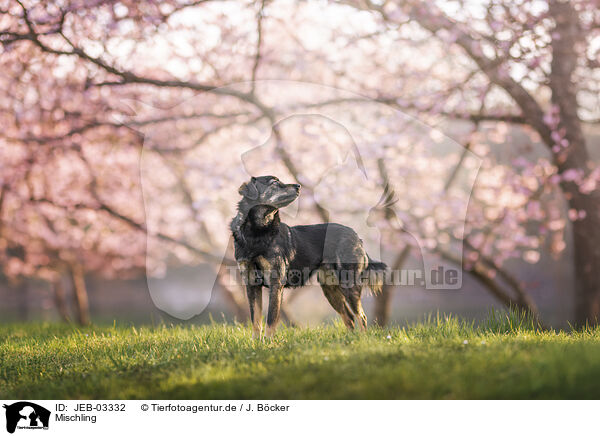 Mischling / Mongrel / JEB-03332