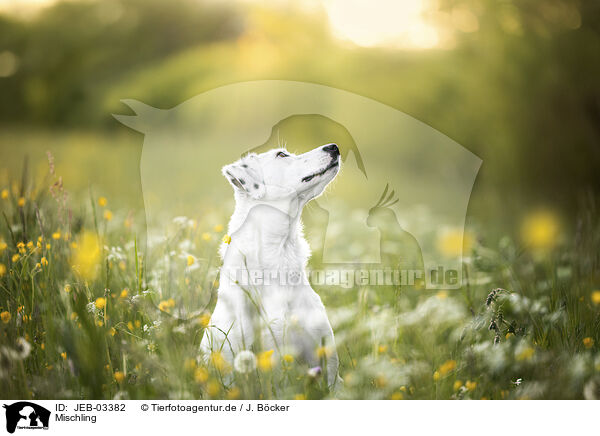 Mischling / Mongrel / JEB-03382