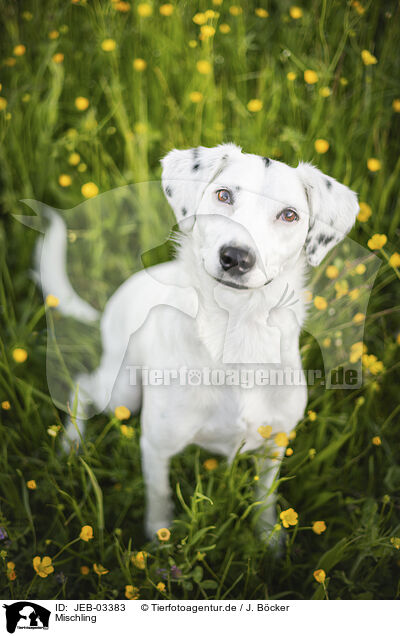 Mischling / Mongrel / JEB-03383