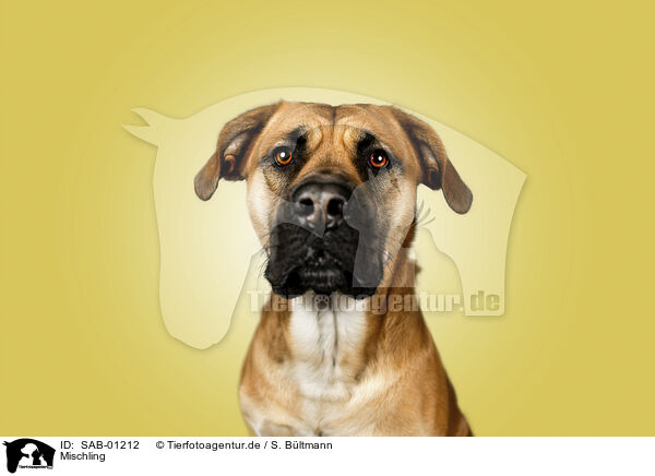 Mischling / Mongrel dog / SAB-01212
