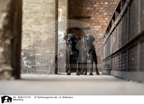 Mischling / Mongrel dog / SAB-01215