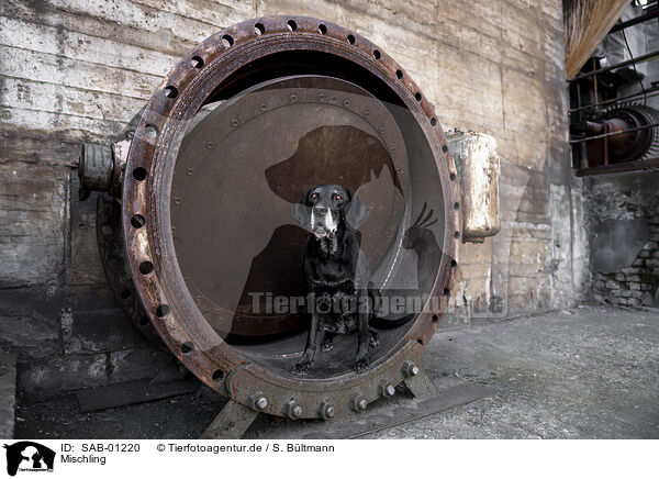 Mischling / Mongrel dog / SAB-01220