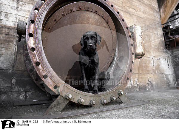 Mischling / Mongrel dog / SAB-01222