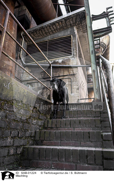 Mischling / Mongrel dog / SAB-01224