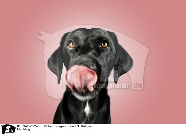 Mischling / Mongrel dog / SAB-01245