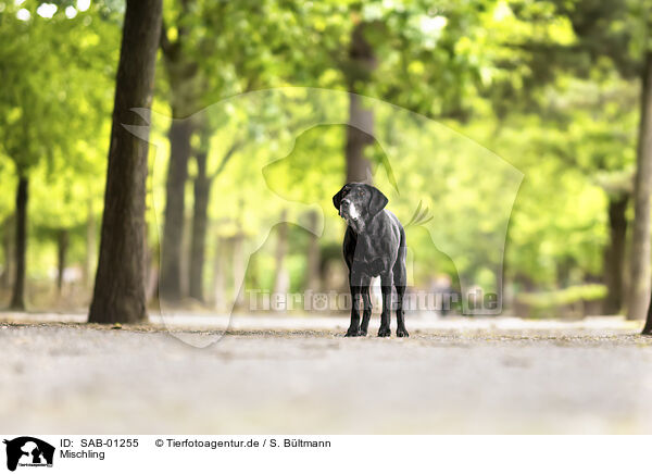 Mischling / Mongrel dog / SAB-01255
