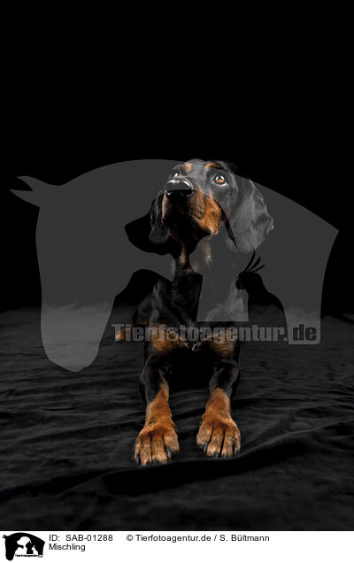 Mischling / Mongrel dog / SAB-01288