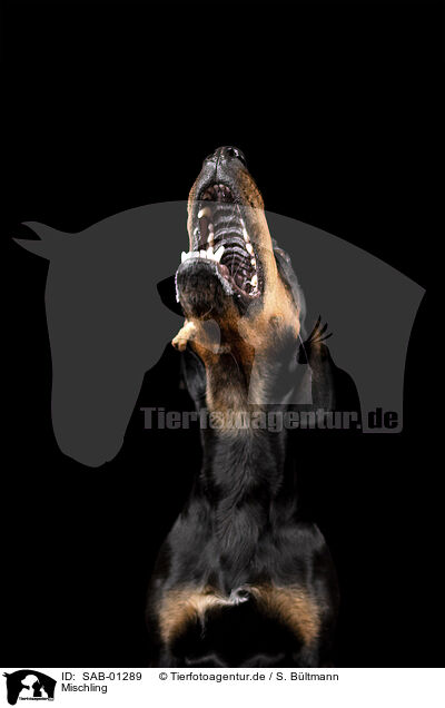 Mischling / Mongrel dog / SAB-01289