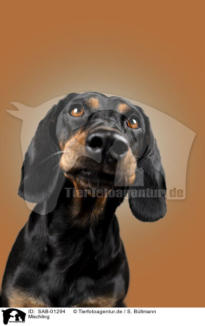 Mischling / Mongrel dog / SAB-01294
