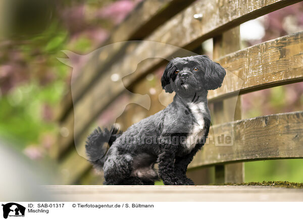 Mischling / Mongrel dog / SAB-01317