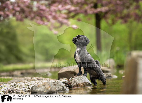 Mischling / Mongrel dog / SAB-01329