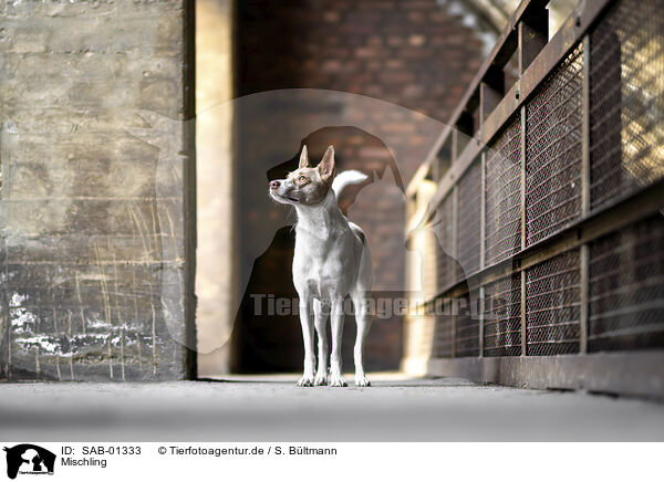 Mischling / Mongrel dog / SAB-01333