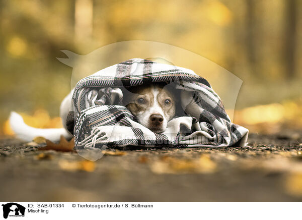 Mischling / Mongrel dog / SAB-01334