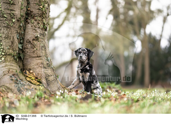 Mischling / Mongrel dog / SAB-01366