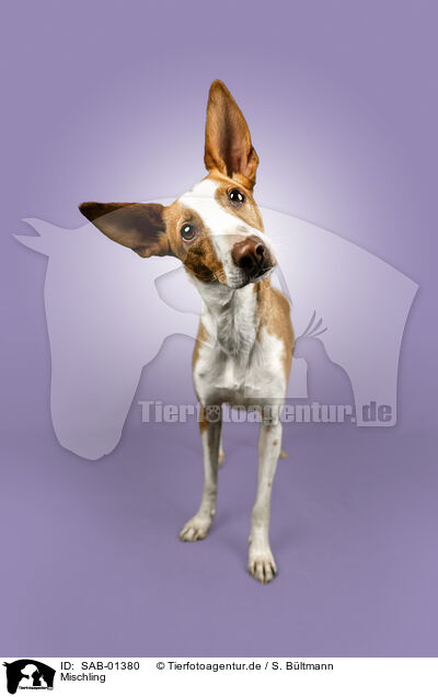 Mischling / Mongrel dog / SAB-01380