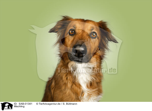 Mischling / Mongrel dog / SAB-01381