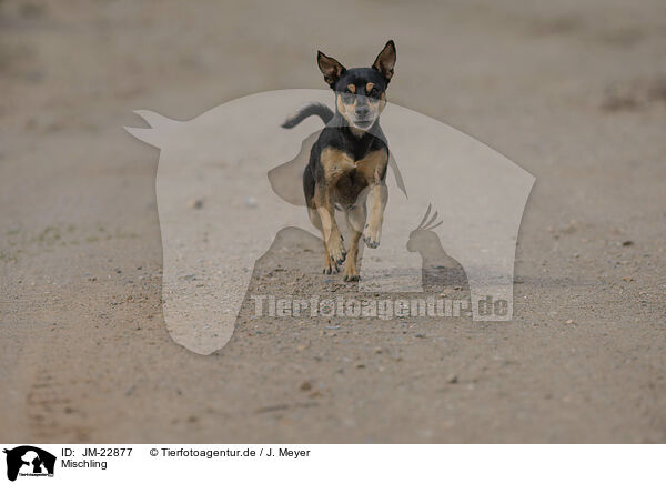 Mischling / Mongrel dog / JM-22877