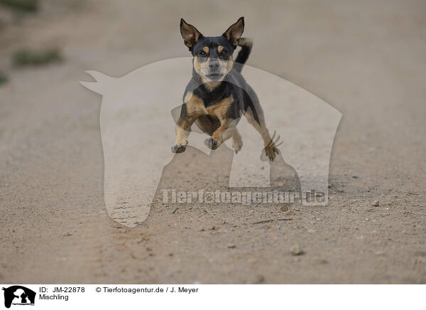 Mischling / Mongrel dog / JM-22878