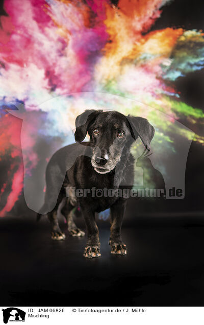 Mischling / Mongrel / JAM-06826