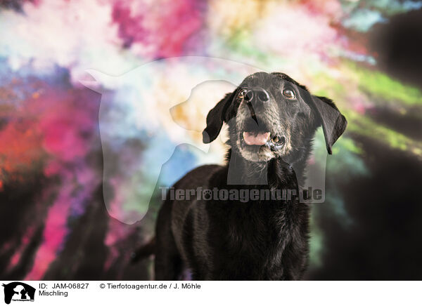Mischling / Mongrel / JAM-06827