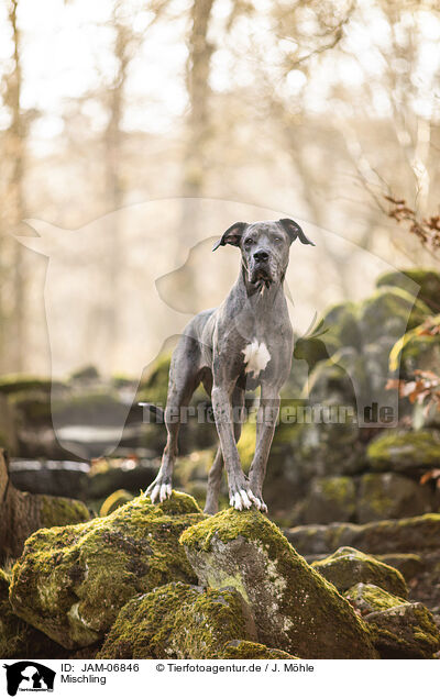 Mischling / Mongrel / JAM-06846