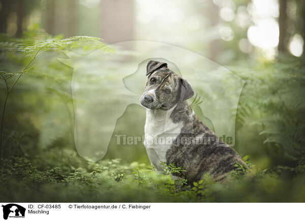 Mischling / Mongrel dog / CF-03485