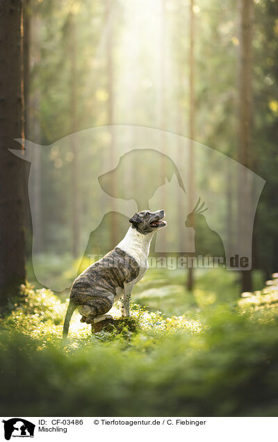 Mischling / Mongrel dog / CF-03486