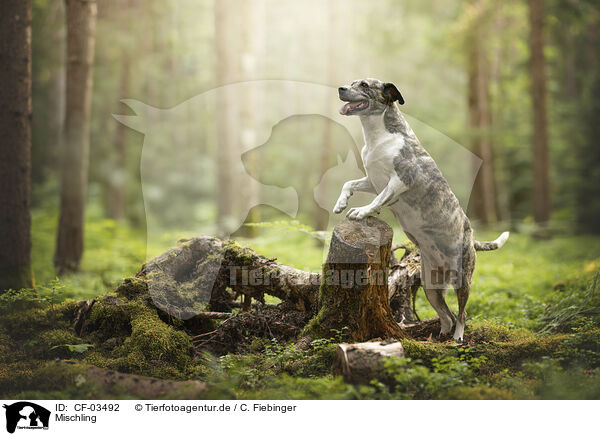 Mischling / Mongrel dog / CF-03492