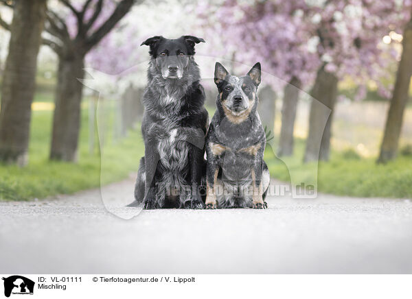 Mischling / Mongrel dog / VL-01111