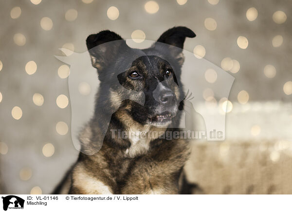 Mischling / Mongrel dog / VL-01146