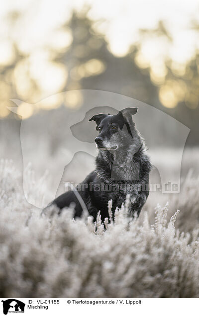 Mischling / Mongrel dog / VL-01155