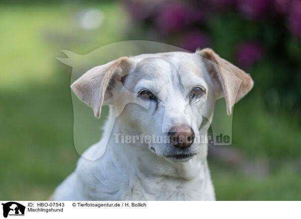 Mischlingshund / mongrel dog / HBO-07543