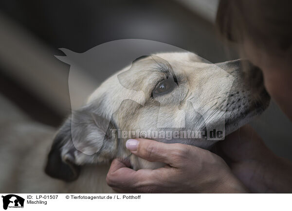 Mischling / Mongrel dog / LP-01507