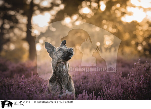 Mischling / Mongrel dog / LP-01546