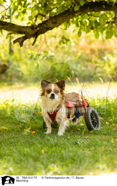 Mischling / mongrel dog / TBA-03175