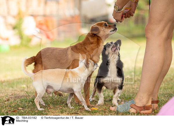 Mischling / TBA-03182