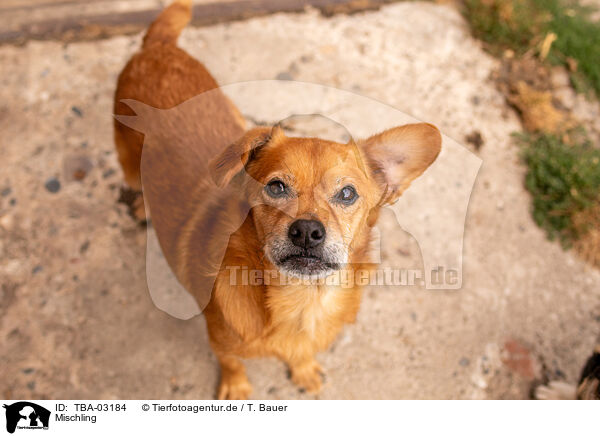 Mischling / mongrel dog / TBA-03184