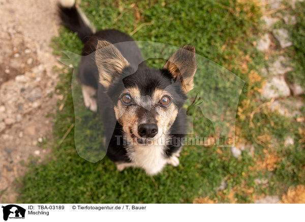 Mischling / TBA-03189
