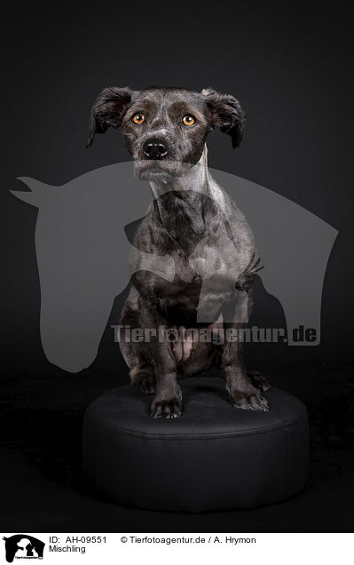 Mischling / Mongrel Dog / AH-09551