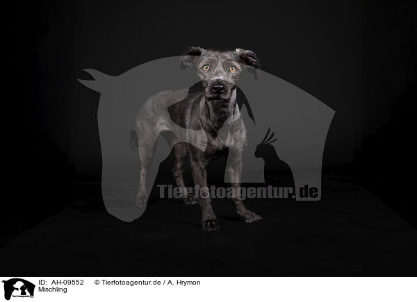 Mischling / Mongrel Dog / AH-09552